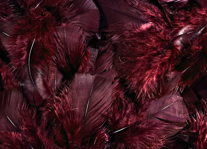 Feathers, red, skin, feather, texture, HD wallpaper
