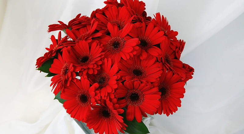 * Red delight *, red, delight, gerbera, flowers, petals, HD wallpaper