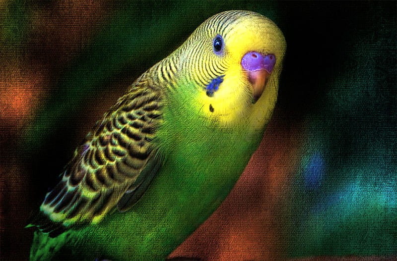 Little green, pet, bird, green, budgie, black, yellow, HD wallpaper