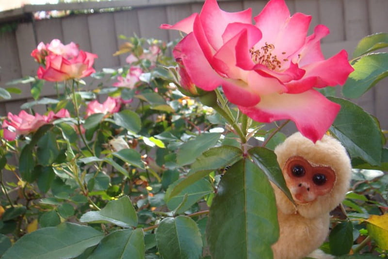 Cheeky monkey, monkey, pretty, flowers, garden, nature, funny, roses, pink roses, HD wallpaper