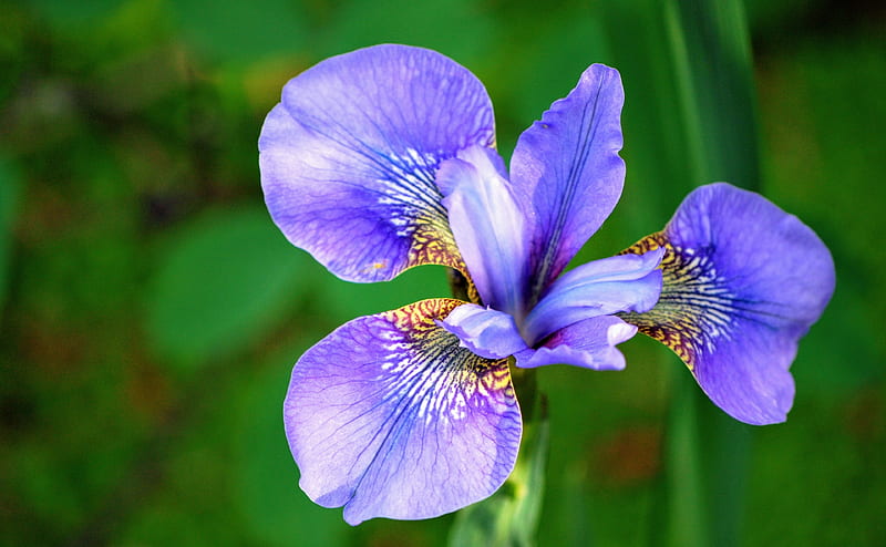 Purple Bloom Ultra, Nature, Flowers, Flower, Purple, Green, Macro, Iris, Bloom, HD wallpaper