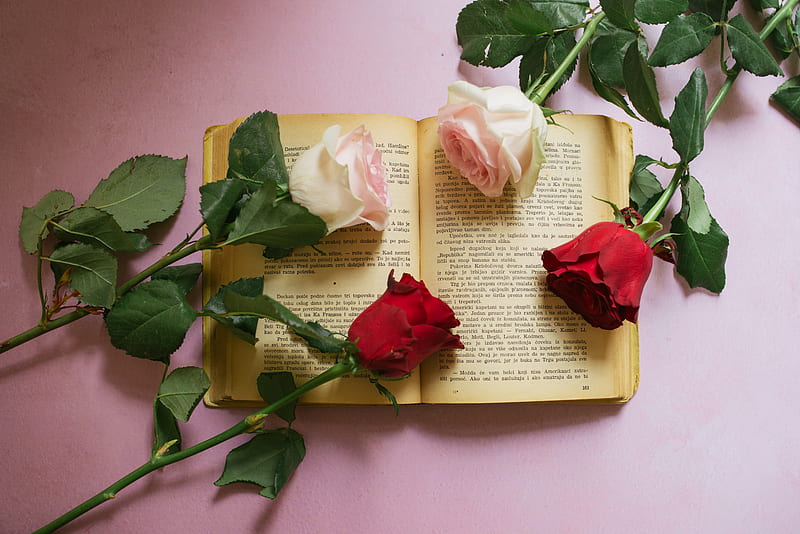 Rose, flowers, book, pages, aesthetics, HD wallpaper | Peakpx