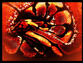 Spider BP, red, ball, ball python, python, bp, spider, HD wallpaper