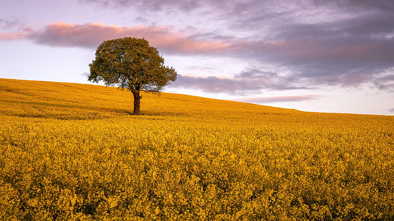 Yellow Rapeseed Flowers Field Tree Under Black Yellow Cloudy Sky Nature, HD wallpaper