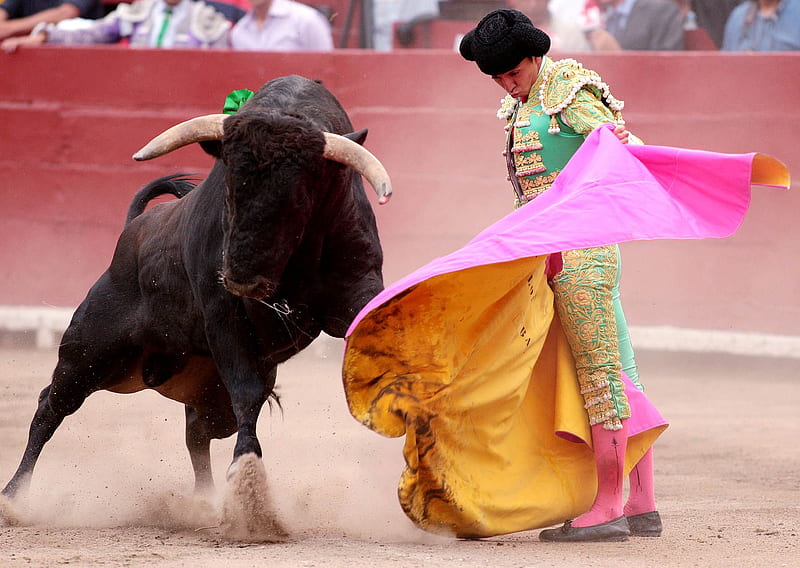 Bull Vs Matador, torero, matador, bullfighter, bullfighting, spanish, spain, toreo, fight, bull, tradition, HD wallpaper