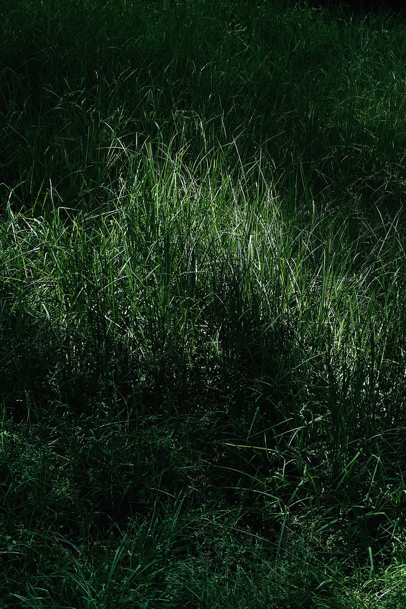 grass, macro, green, meadow, HD phone wallpaper