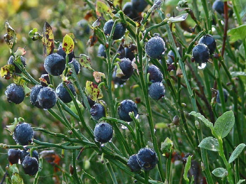 Arándano, fruta, árbol, jardín, blueverry, Fondo de pantalla HD | Peakpx