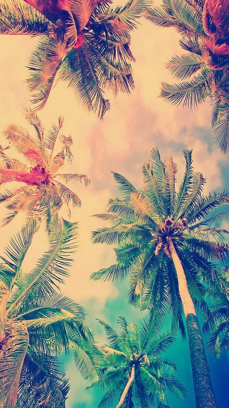 Palm Trees Summer, designs, like, HD phone wallpaper