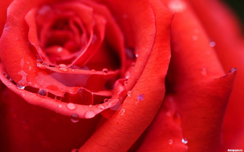 Roses are red, l, i, r, o, n, HD wallpaper