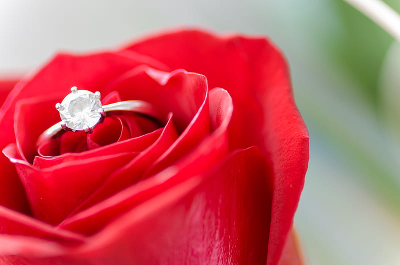 Silver-colored Ring in Rose, HD wallpaper