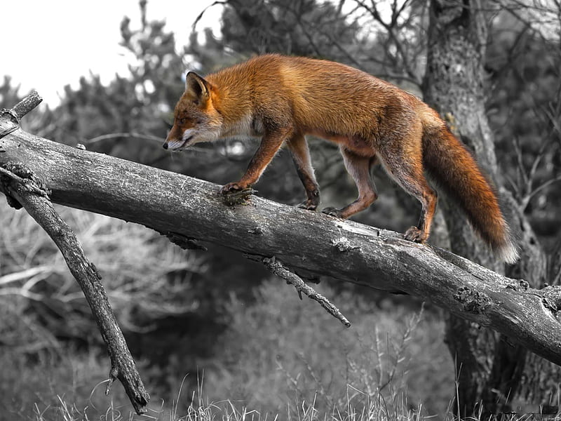 Fox on the run, tree, fox, walk, animals, HD wallpaper | Peakpx