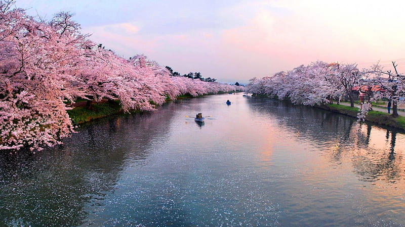 beautiful cherry blossoms along a river in japan, boats, blossoms, river, petals, trees, HD wallpaper