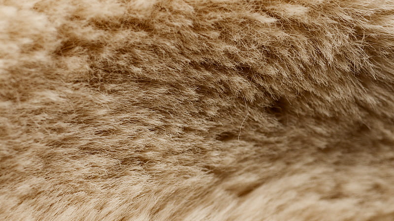 White and Brown Fur Textile, HD wallpaper