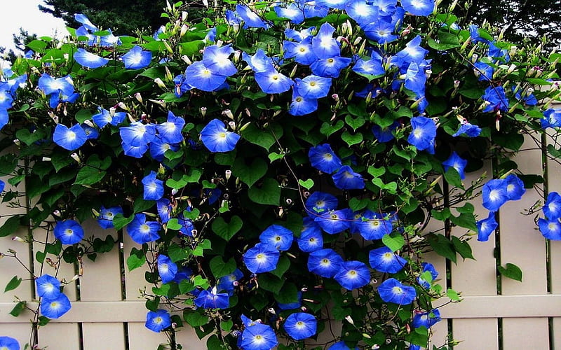 Blue Morning Glory, glories, morning, fence, morning glory, flowers, Blue, HD wallpaper