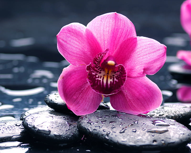 Beautiful Orchid, beautiful orchid pink, water stones, HD wallpaper
