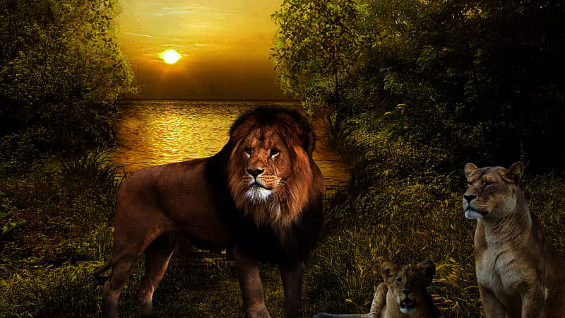Lions With Background Of Trees Water And Sunset Lion, HD wallpaper | Peakpx