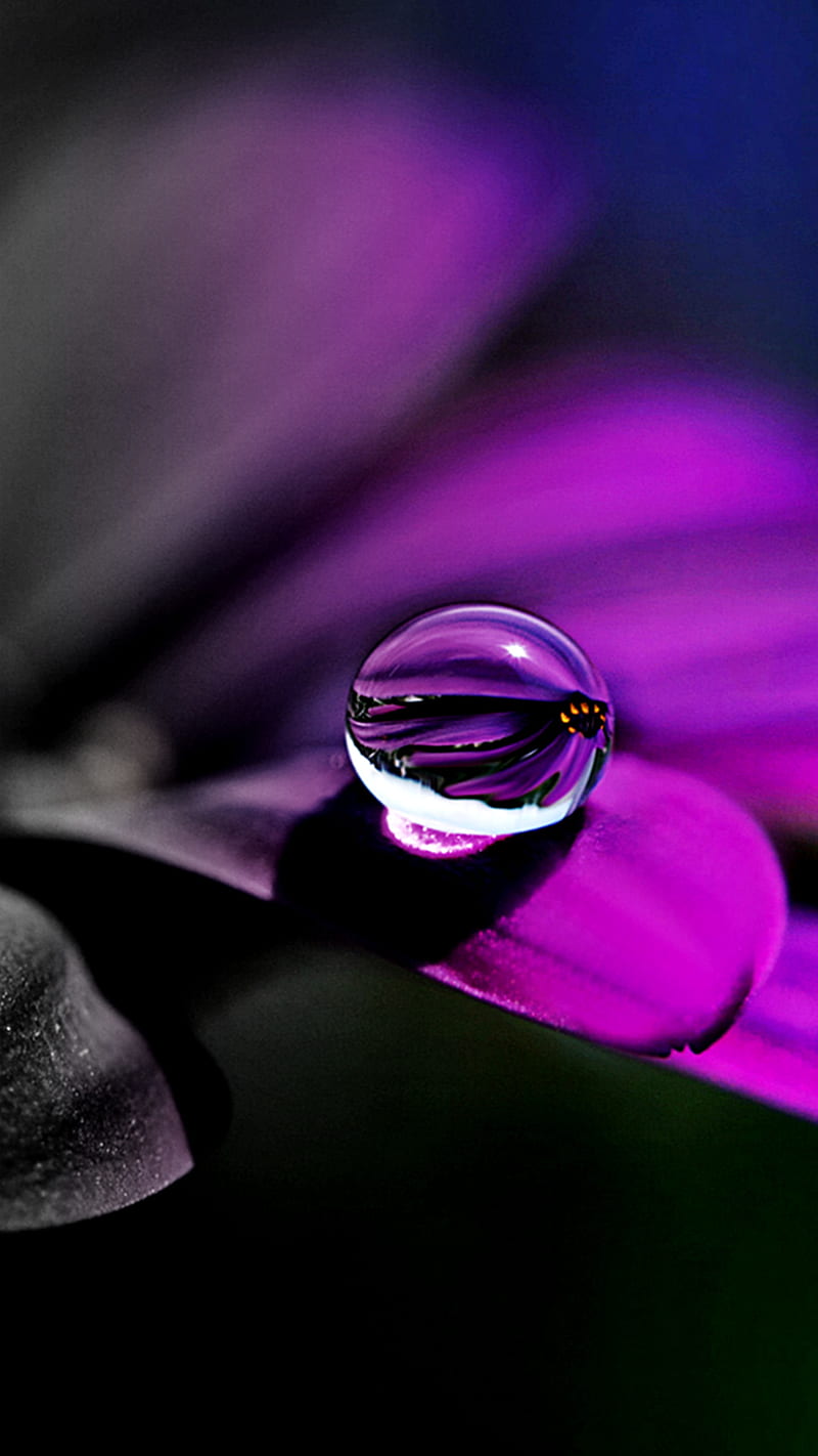 Raindrop, flower, HD phone wallpaper | Peakpx