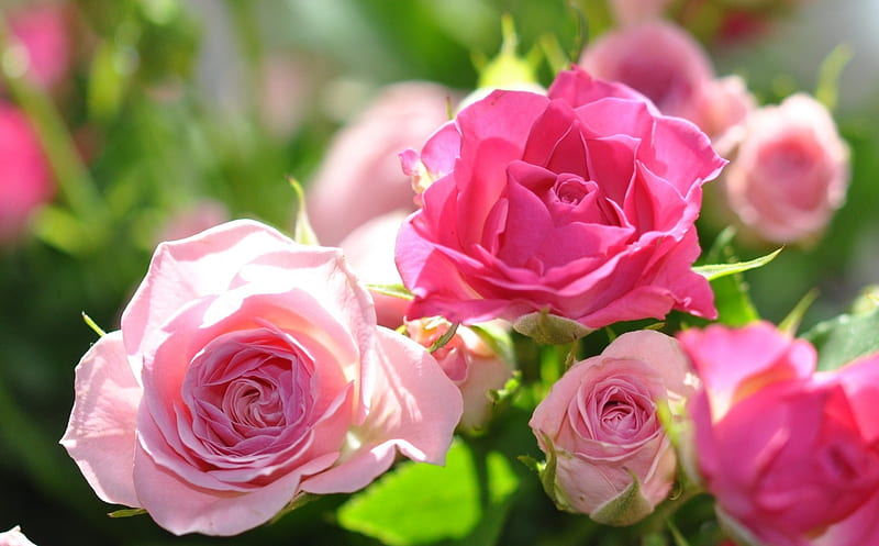 Pink Roses, Roses, Flowers, Pink, Many, HD wallpaper