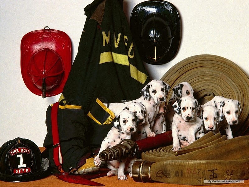 fire puppys, fire, hose, puppy, dog, HD wallpaper