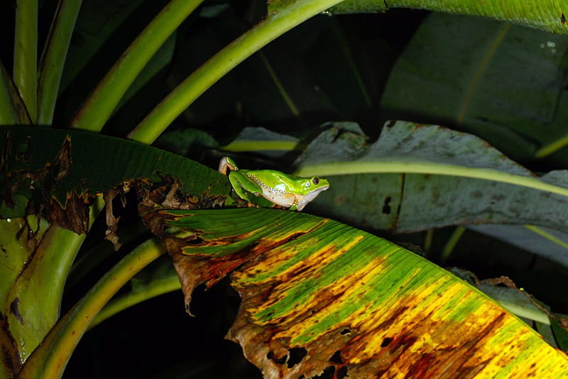 Phyllomedusa-bicolor-Giant-Monkey-Frog, Frog, Giant, Green, River, BiColor, Amazon, Monkey, HD wallpaper