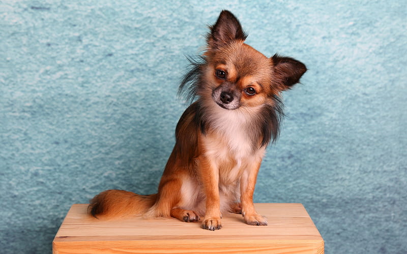 Chihuahua, small brown dog, wooden chair, blue background, pets, cute animals, decorative breeds of dogs, HD wallpaper