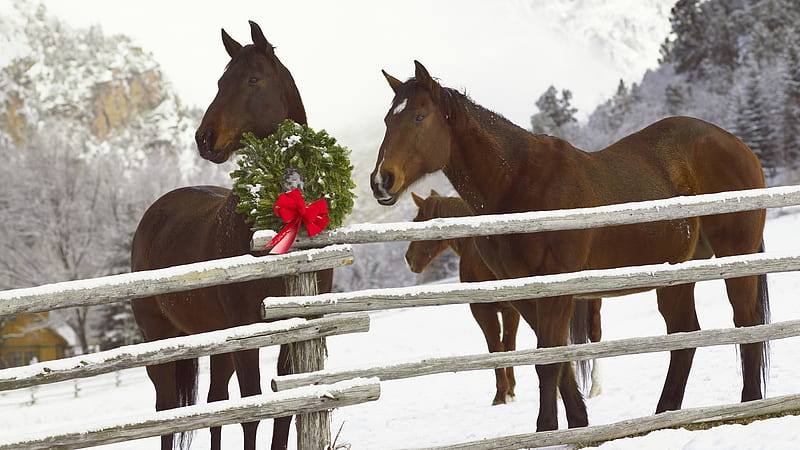 holiday horses, wreath, christmas, holiday, celebration, religious, horses, graphy, snow, beauty, nature, animals, HD wallpaper