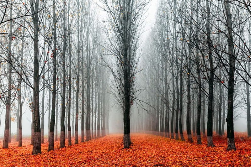 Late Autumn Mist, fall, leaves, colors, trees, fog, HD wallpaper