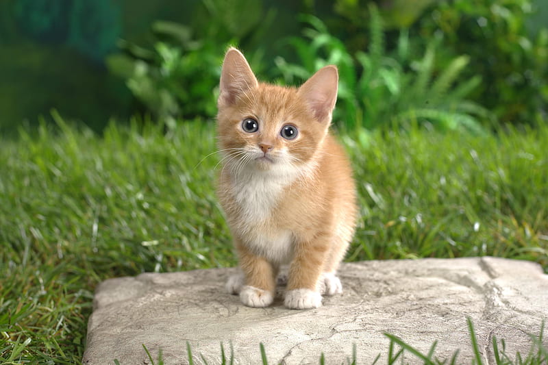 Cute kitten, feline, grass, nature, cat, kitten, animal, HD wallpaper |  Peakpx