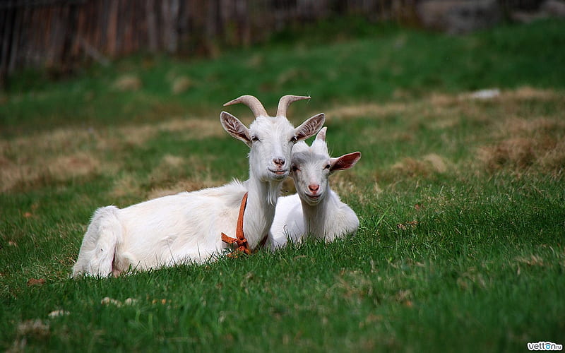 Goats, white, goat, grass, animal, HD wallpaper | Peakpx