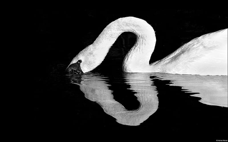Swan quiet -Windows Theme, HD wallpaper