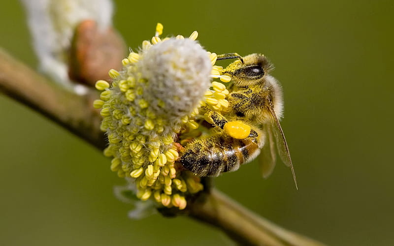 bee-pussy-willow-blossom, bee, flowers, pollen, animals, other, HD wallpaper