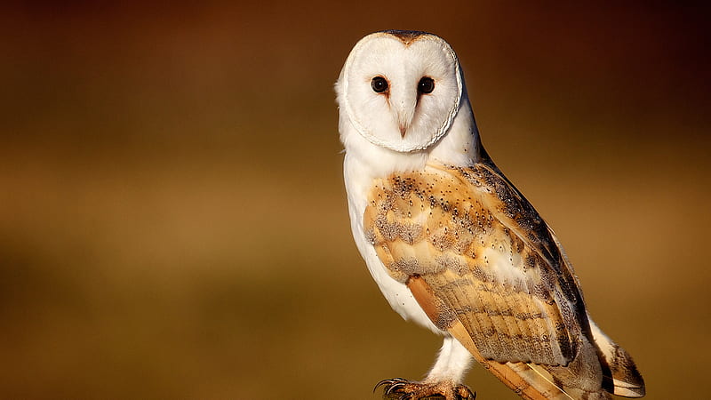White And Brown Owl Birds, HD wallpaper