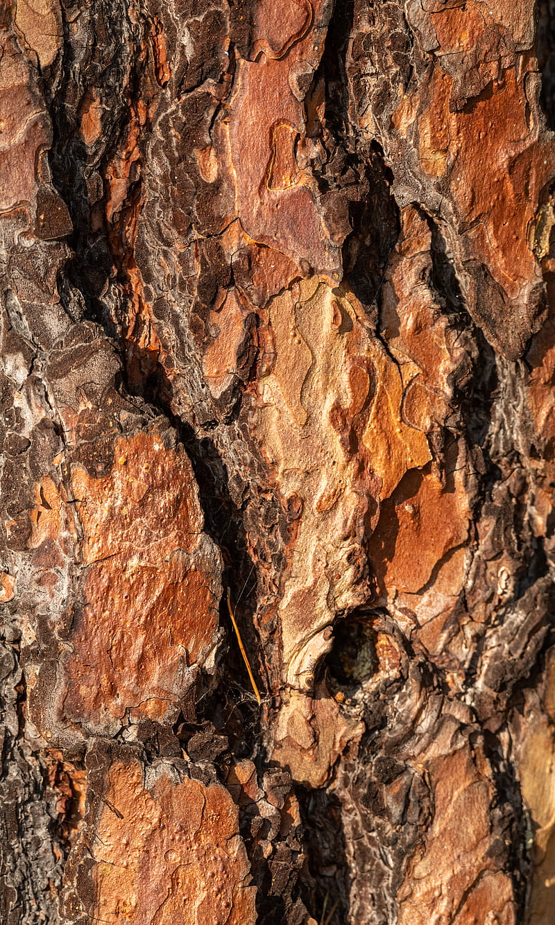 Abstract background of rough vivid bark with cracked of tree trunk brightly lit by sun, HD phone wallpaper