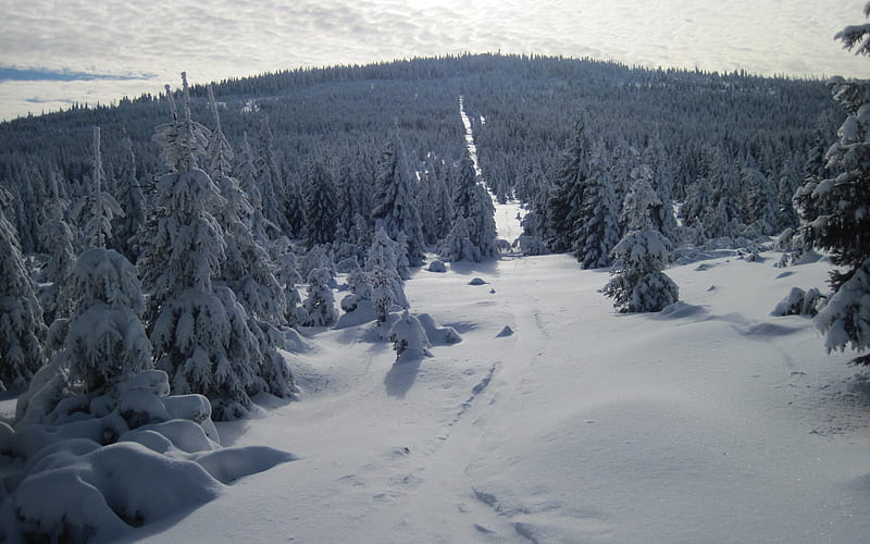 forest, winter, snow, snowy forest, winter landscape, HD wallpaper
