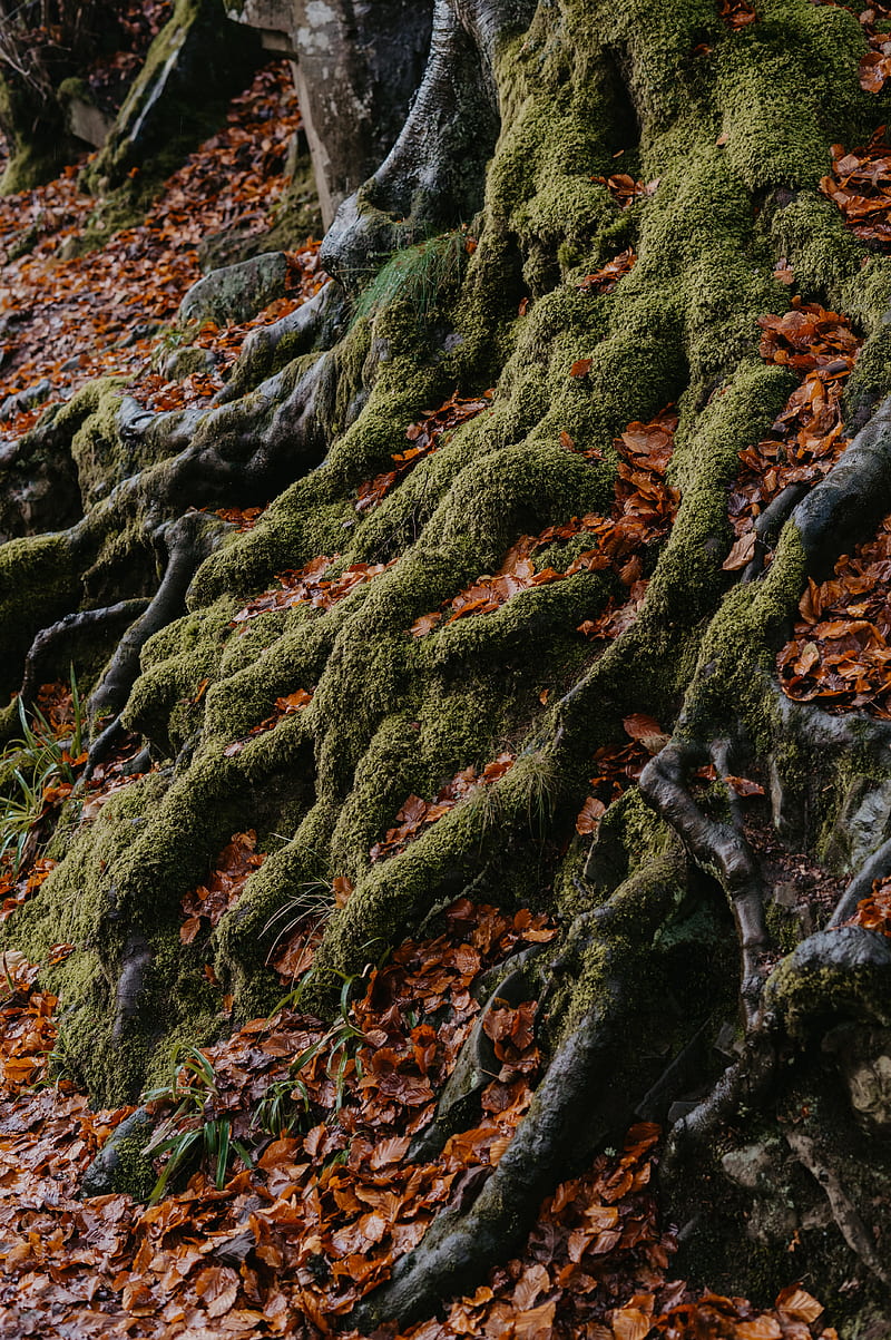 tree, roots, moss, leaves, autumn, HD phone wallpaper
