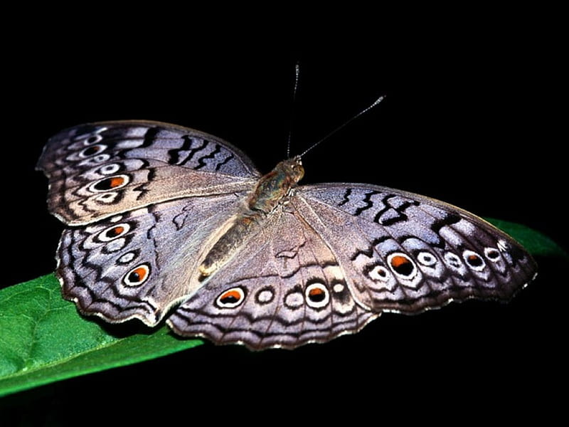 Grey_butterfly_night, pretty, habitats, amazon, black, butterflies, ecosystems, animal, green, gris, rainforest, nature, grey-wing butterfly, night, HD wallpaper