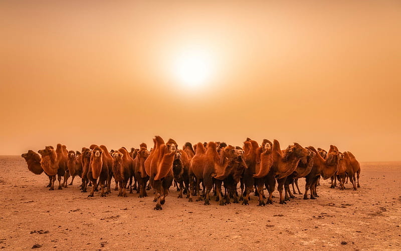 camels, evening, sunset, desert, camel herd, wildlife, wild animals, camel herd in desert, HD wallpaper
