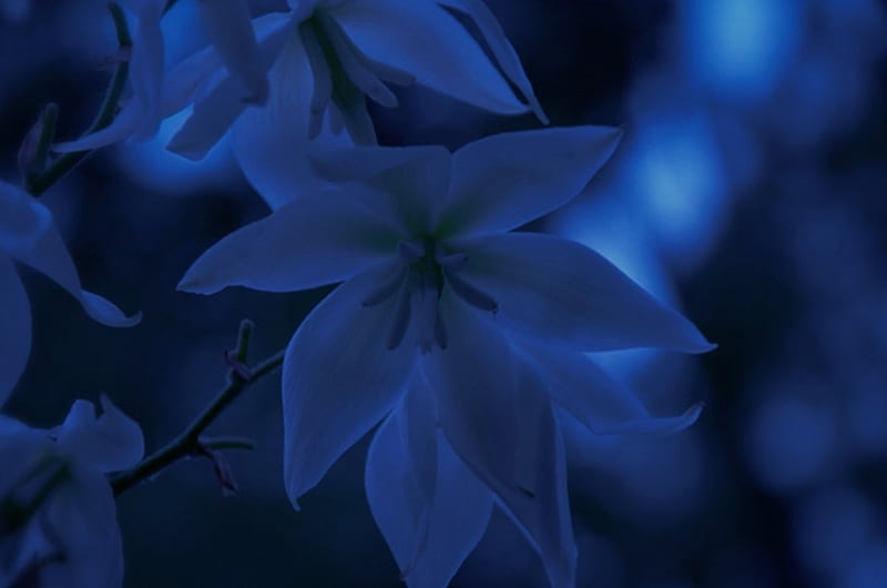 Magnolia, flor, flores, azul, Fondo de pantalla HD | Peakpx