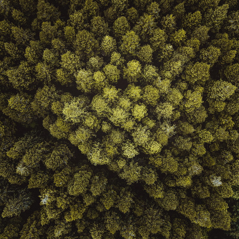 trees, forest, aerial view, branches, HD phone wallpaper