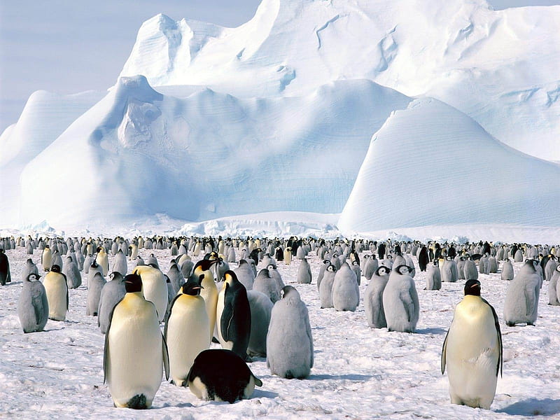 Happy Antarctic penguins 12, HD wallpaper