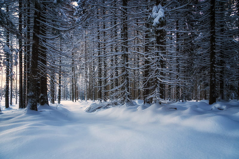 trees, snow, snowy, forest, HD wallpaper