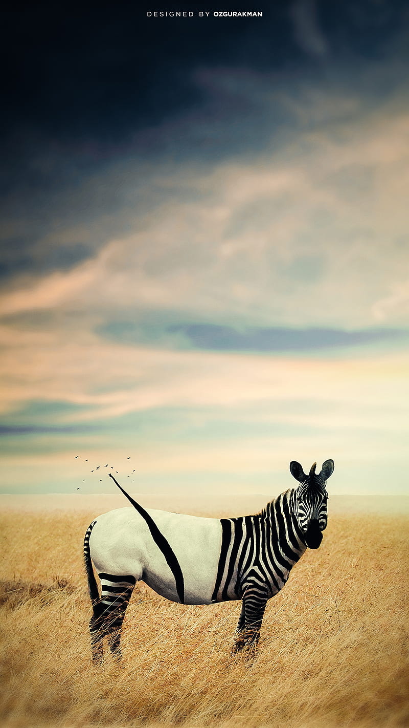 goofy zebra