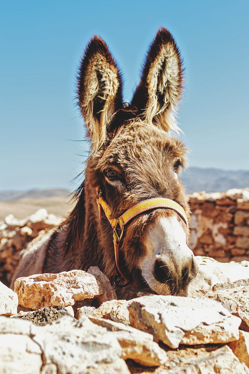 brown donkey standing beside brick wall, HD phone wallpaper
