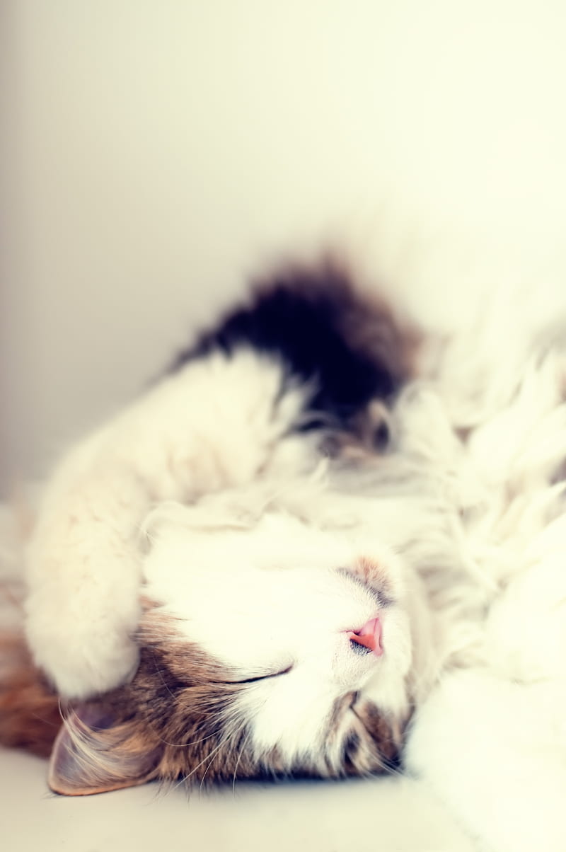Little Ball of Fur, cats, cute, meow, cat, animal, HD phone wallpaper