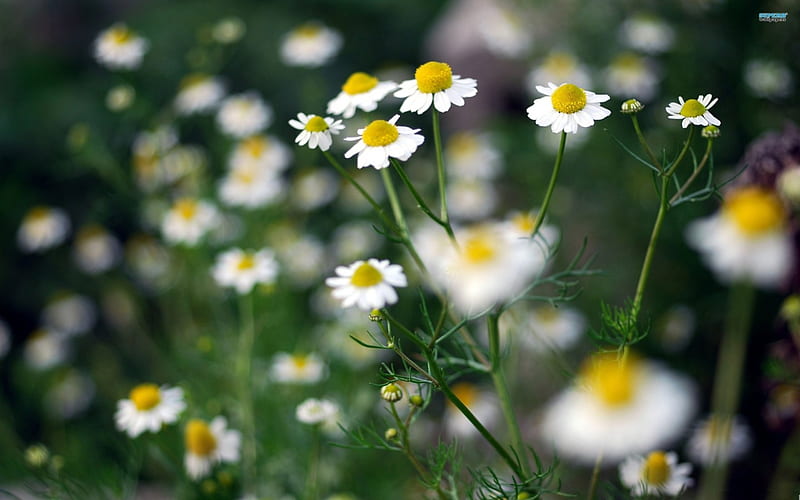 The Chamomile Choir, chamomiles, flowers, simple, spring, graceful, HD wallpaper