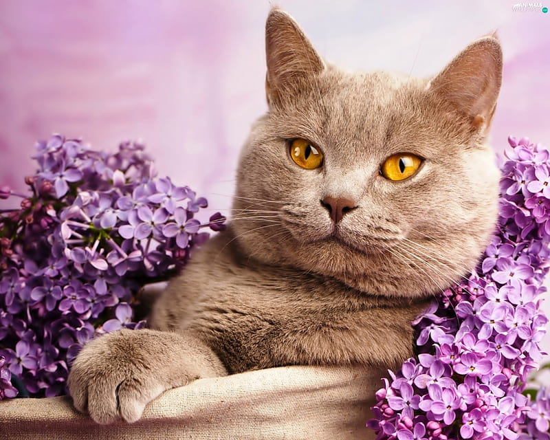 Cat among purple flowers, flower, cat, kitten, animal, HD wallpaper ...