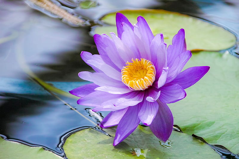Purple love, flower, water, lotus, purple, HD wallpaper