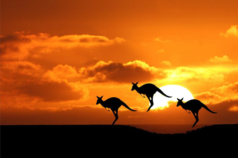 Beautiful Australia, australia, kangaroos, bonito, animals, HD wallpaper