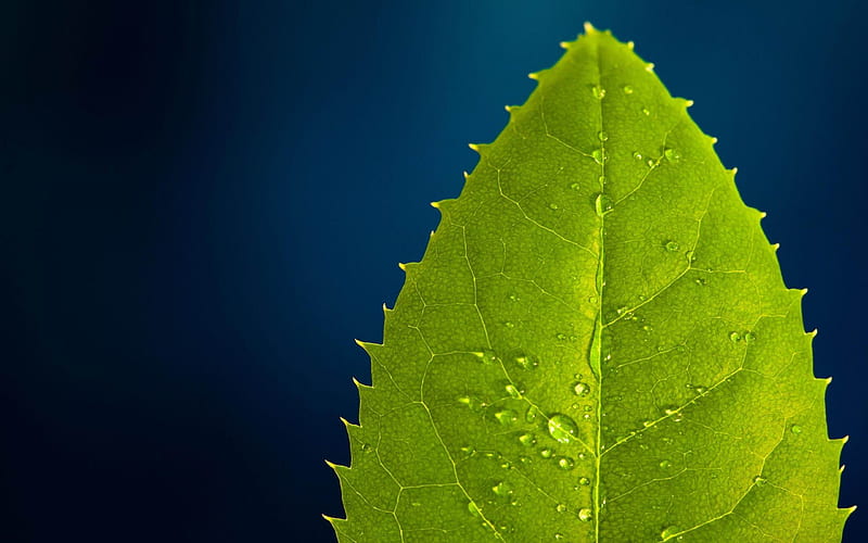 Green Leaf Drops-Plant close-up, HD wallpaper