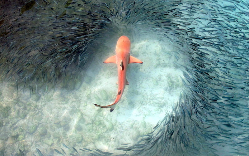 pink shark, shark hunting, flock of fish, predator, wildlife, sea, HD wallpaper